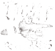 TIGHT RECORDS